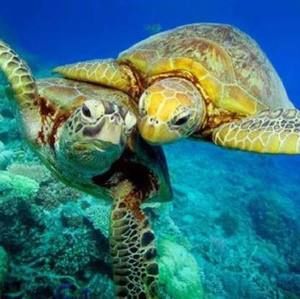 Meet your Posher, Deanne